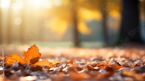 Beautiful yellow and brown leaves in an autumn park. Autumn leaves covering the ground in the autumn forest. Golden autumn forest in sunlight. Defocused view  blurred background.