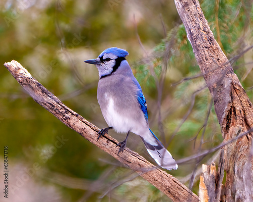 Blue Jay Photo and Image. Close-up view perched on a tree branch with a blur forest background in its environment and habitat surrounding displaying blue feather plumage.