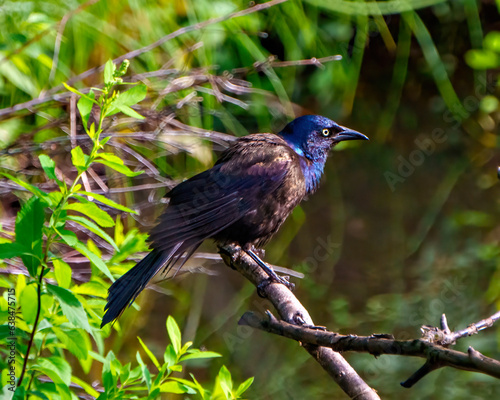 Common Grackle Photo and Image. Grackle close-up side view standing on a tree branch with blur forest background in its environment with feathers fluffed