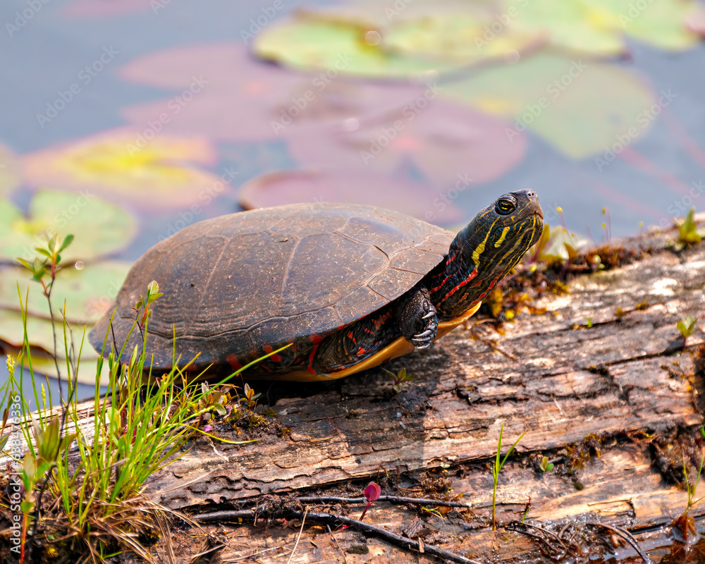 Painted Turtle Photo and Image. Turtle resting on a moss log in the pond with lily water pad. Painted Turtle Photo and Image. Turtle resting on a moss log in the pond with lily water pad.