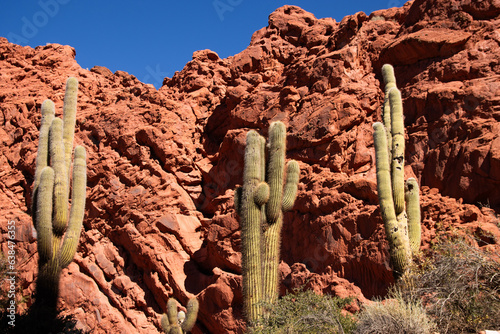 Bild auf Leinwand Cardon gigante en Quebrada de las Señoritas, Jujuy, Argentina