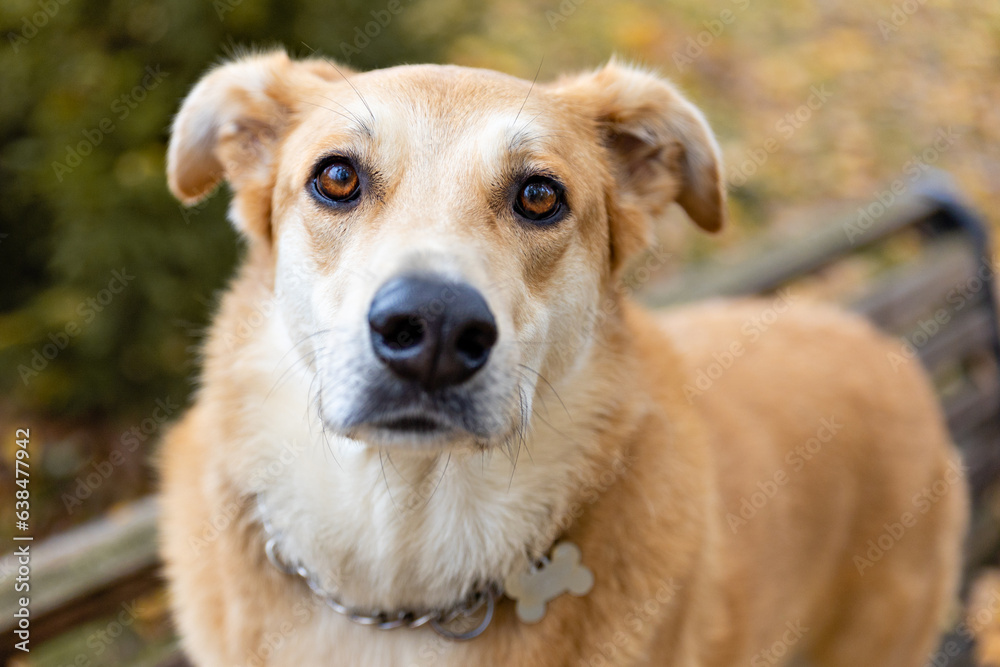A large portrait of a red dog in an autumn park. View from above A large portrait of a red dog in an autumn park. View from above
