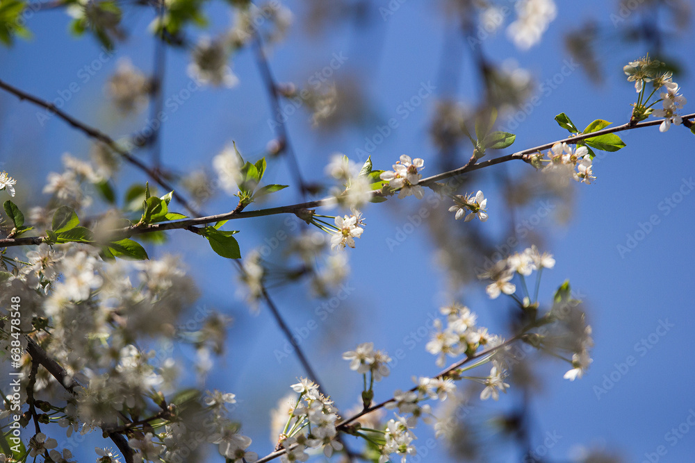Blossom Blossom