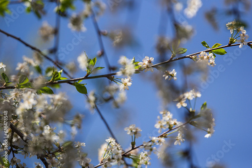 Blossom