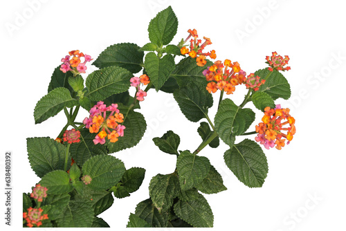 Cuadro en lienzo yellow and pink west Indian Lantana camara flower isolated transparent backgroun