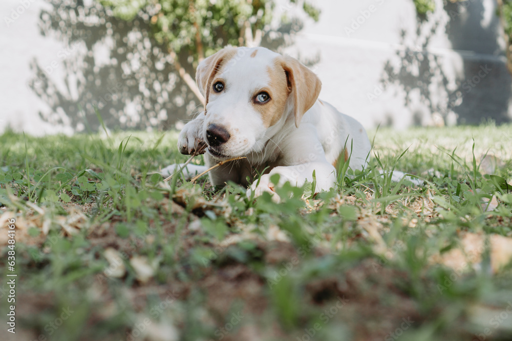 Cachorro a roer deitado na relva