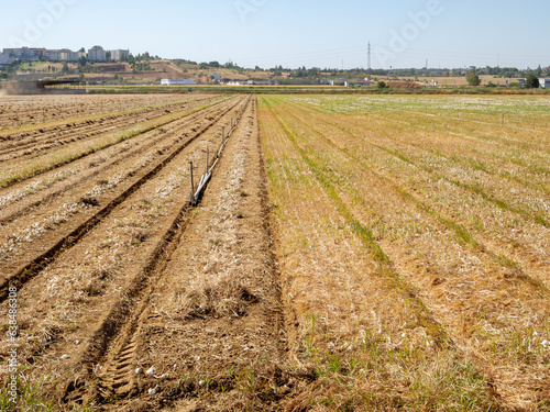 Campo de cultivo de cebollas con hileras en las cuales se han extraído las cebollas y otras en las que aún no se han extraído de la tierra. photo