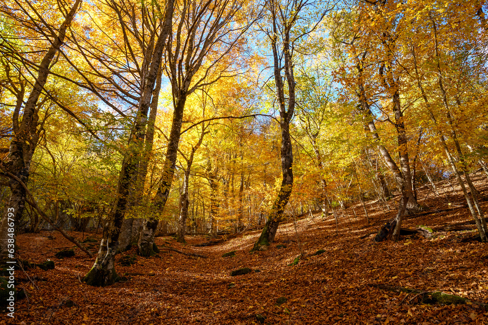 Fototapeta premium Automne dans le val d'aran