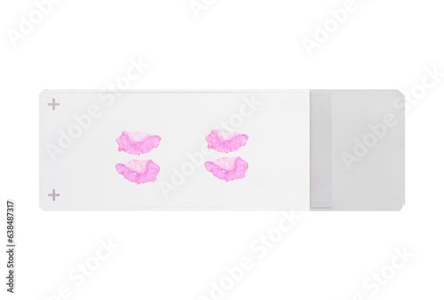 Human tissue microscope slides (with clipping path) isolated on white background