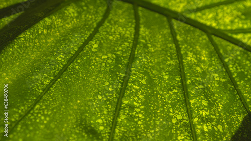 MACRO, DOF: Backlit green leaf of indoor plant alocasia macrorrhiza with lesions photo