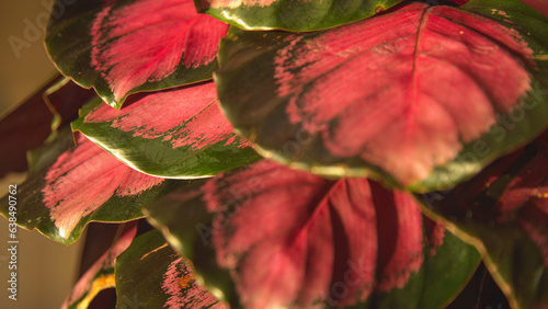 CLOSE UP, DOF: Beautiful colorful foliage of tropical houseplant that cleans air photo