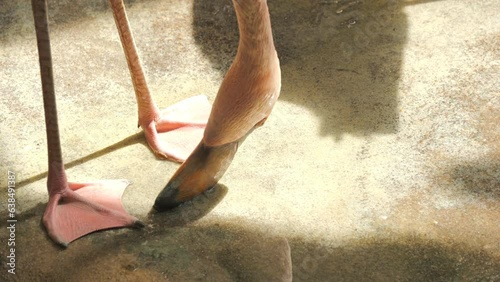 Flamingo in slow motion zoo photo