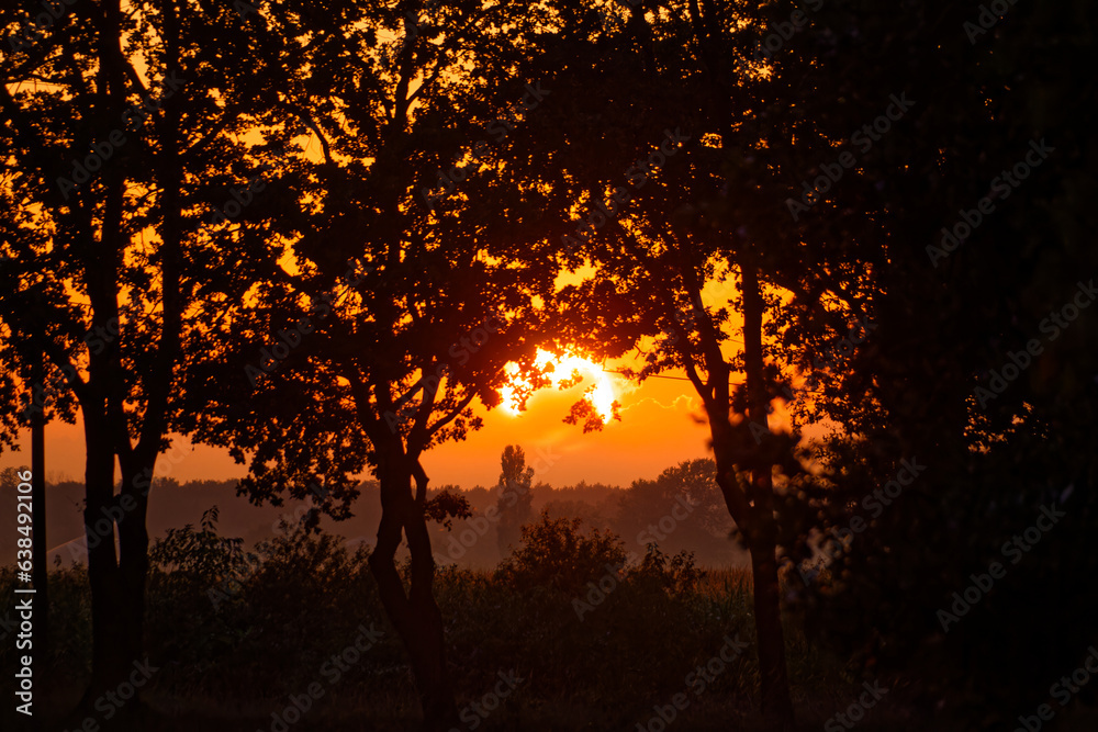 romantic sundown behind some trees and with some fog