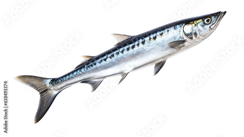 fish isolated on white background