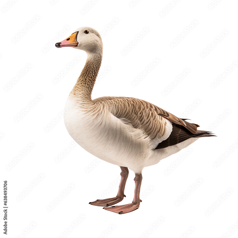 Obraz premium goose isolated on white background