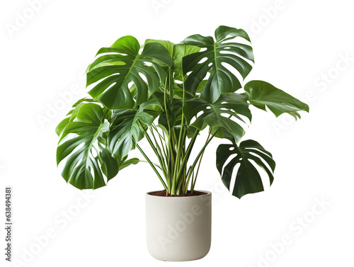 The Monstera deliciosa, commonly known as the Swiss cheese plant or split-leaf philodendron, is a popular tropical houseplant and ornamental plant native to the rainforests of Central America and sout