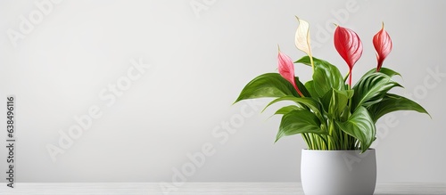 Anthurium Magnifecium plant in a gray pot on a white background photo