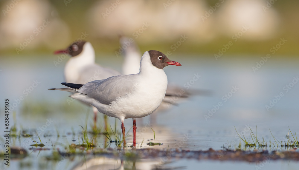 Black-headed Gull - pair of birds at the mating season in spring at a wetland Black-headed Gull - pair of birds at the mating season in spring at a wetland