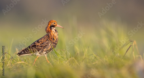 Ruff - male bird at a wetland on the mating season in spring