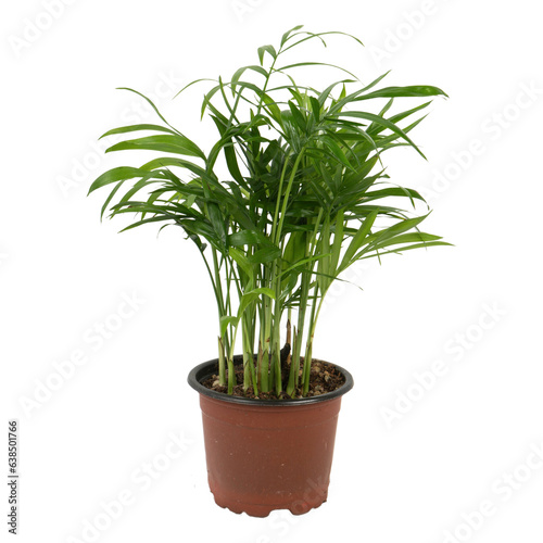 Chamaedorea Elegans in a pot