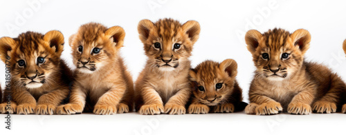 Seamless image of group of cute lion cubs sitting in row