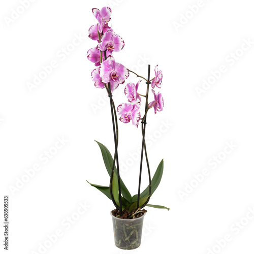 pink orchid 2 branches in a pot