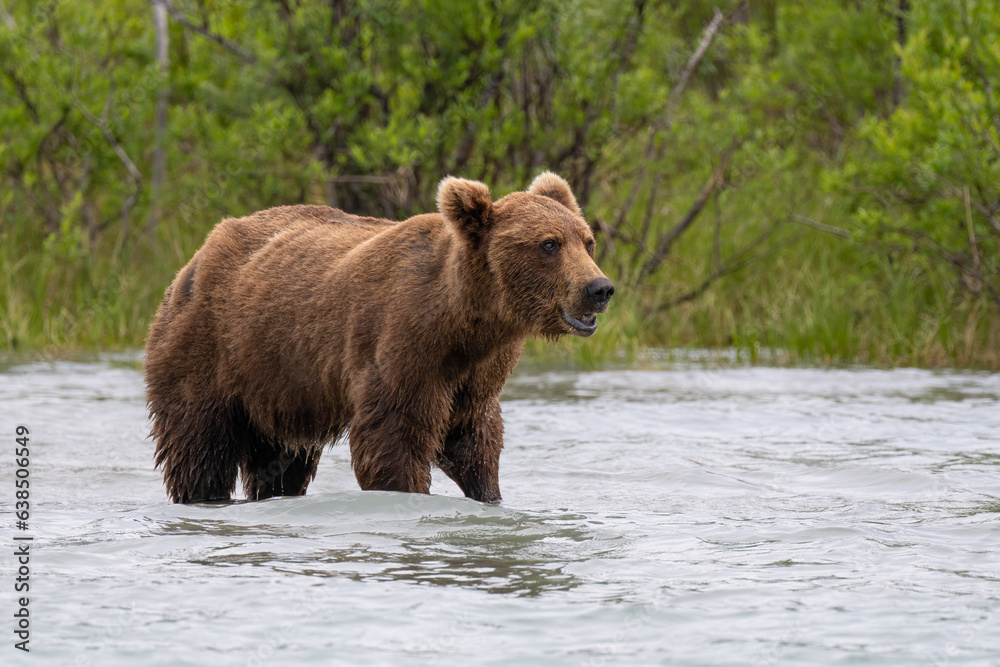 Grizzly at Crescent Lake, Alaska, US Grizzly at Crescent Lake, Alaska, US
