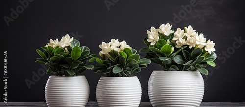 Wallpaper Mural Blurred background emphasizes ceramic potted plants on dark table Torontodigital.ca