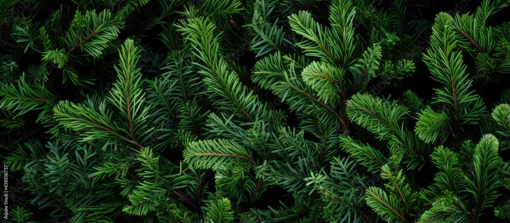 Texture of Christmas tree branches on a natural background Texture of Christmas tree branches on a natural background