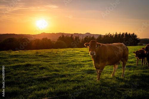 Kuh im Sonnenuntergang