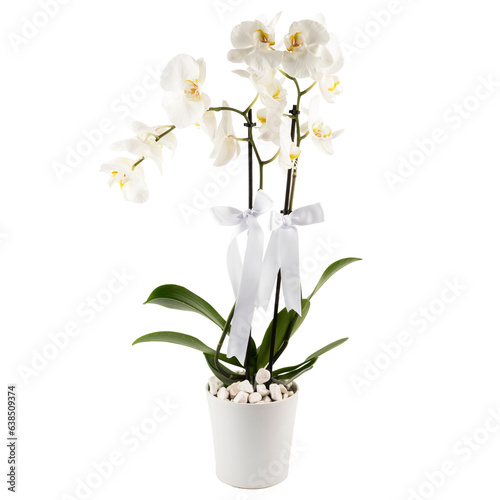 white orchid two branches in a white ceramic pot