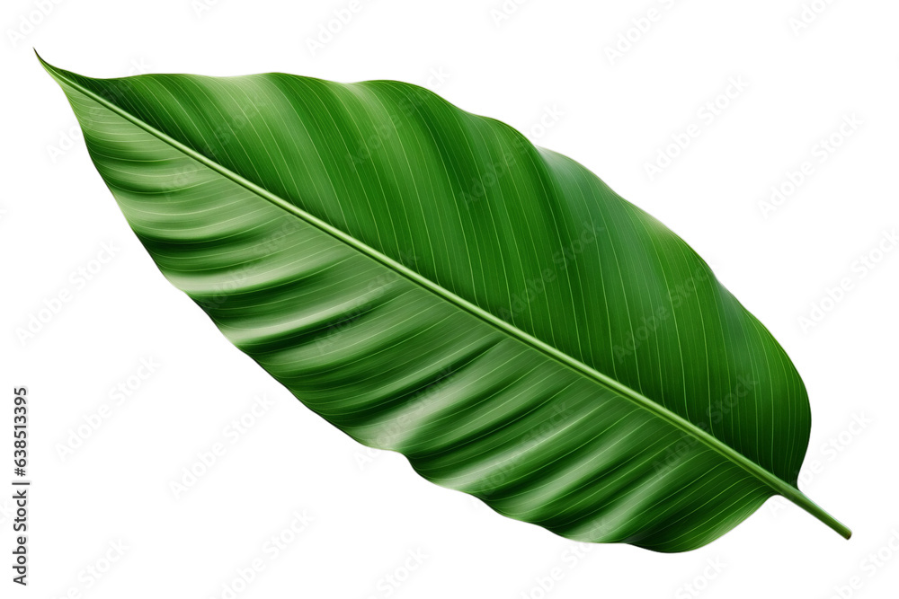 Fototapeta premium Green leaf isolated on transparent background PNG