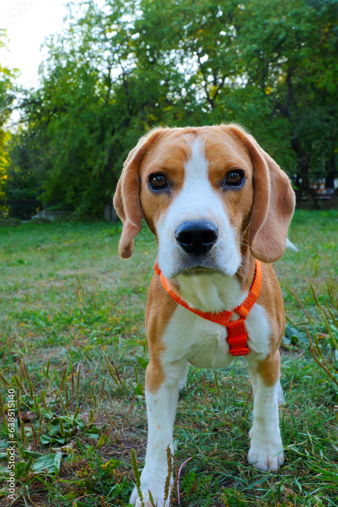 Beagle male dog walking towards the camera and looking at the camera