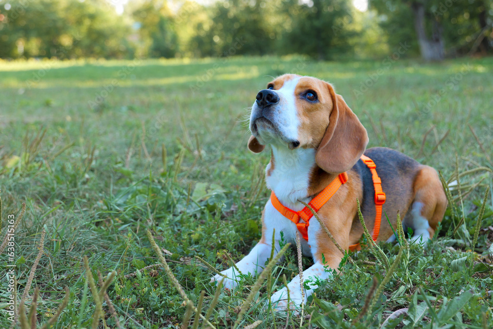 Beagle male dog lying on grass and looking up, copy space Beagle male dog lying on grass and looking up, copy space