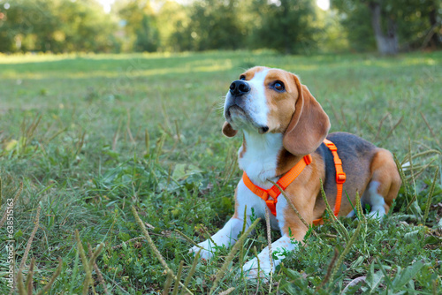 Beagle male dog lying on grass and looking up, copy space