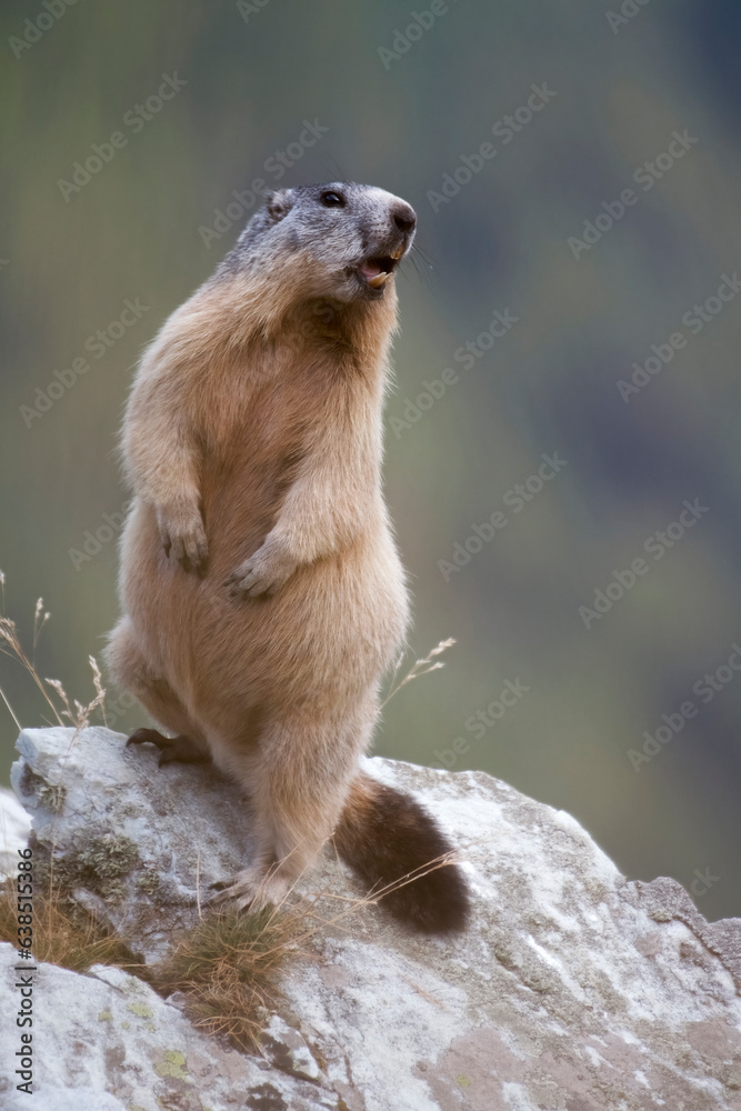 Cute marmot (Marmota marmota) standing on the edge of a cliff emitting the typical warning whistle against a coniferous forest background, Italian Alps. Wildfile photography.