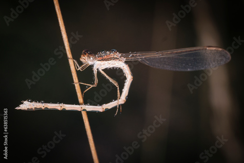 A brown Damselflies in graceful position - Sympecma fusca photo