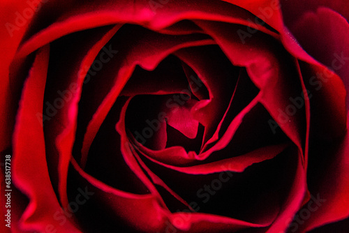 red rose closeup