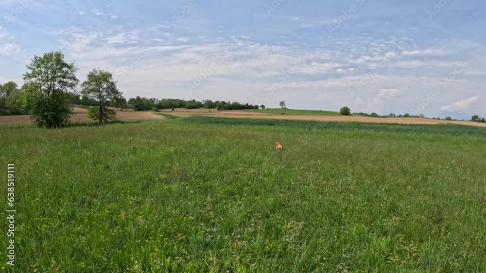 Video of a natural landscape with a big green meadow Video of a natural landscape with a big green meadow