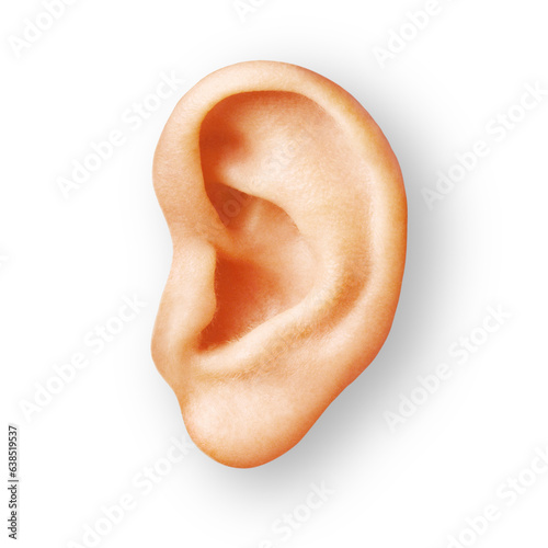 human ear isolated photo