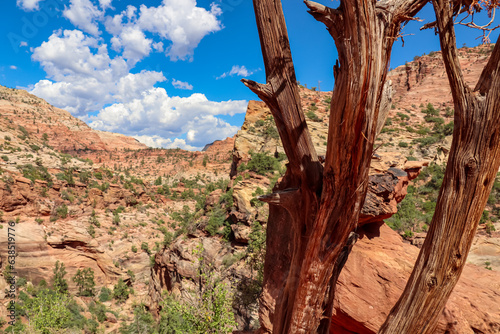 Focus on dry barren tree with scenic view of tranquil desert canyon in Zion National Park, Utah, USA. Showcases natural beauty and serenity. Uninhabited canyon near Mount Carmel scenic highway road