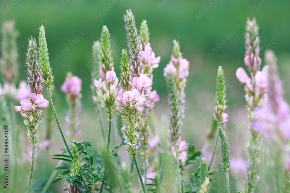 Field of pink flowers Sainfoin, Onobrychis viciifolia. Background of wildflowers. Agriculture. Blooming wild flowers of sainfoin or holy clover Field of pink flowers Sainfoin, Onobrychis viciifolia. Background of wildflowers. Agriculture. Blooming wild flowers of sainfoin or holy clover
