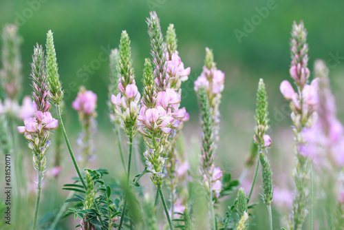 Field of pink flowers Sainfoin, Onobrychis viciifolia. Background of wildflowers. Agriculture. Blooming wild flowers of sainfoin or holy clover photo