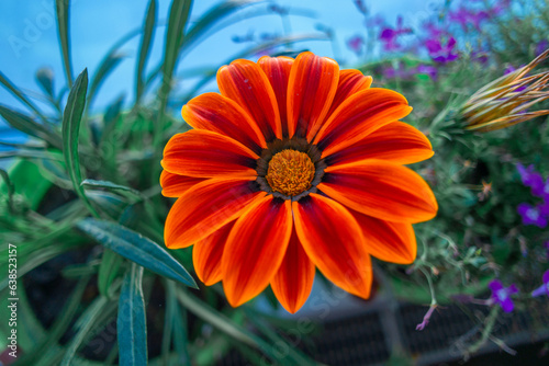 Gatzania, African chamomile. The flowering of Gazania timelapse. Gazania linearis. The flower opens in the morning in the garden at the first rays of the sun. Blurred background photo