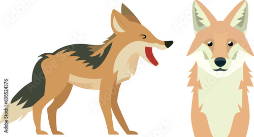 Coyote fox in two different poses, flat style vector illustration. Prairie wolf, brush wolf, cased wolf, American jackal, little wolf flat style stock vector image