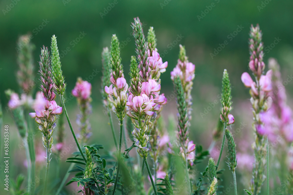 Field of pink flowers Sainfoin, Onobrychis viciifolia. Background of wildflowers. Agriculture. Blooming wild flowers of sainfoin or holy clover Field of pink flowers Sainfoin, Onobrychis viciifolia. Background of wildflowers. Agriculture. Blooming wild flowers of sainfoin or holy clover