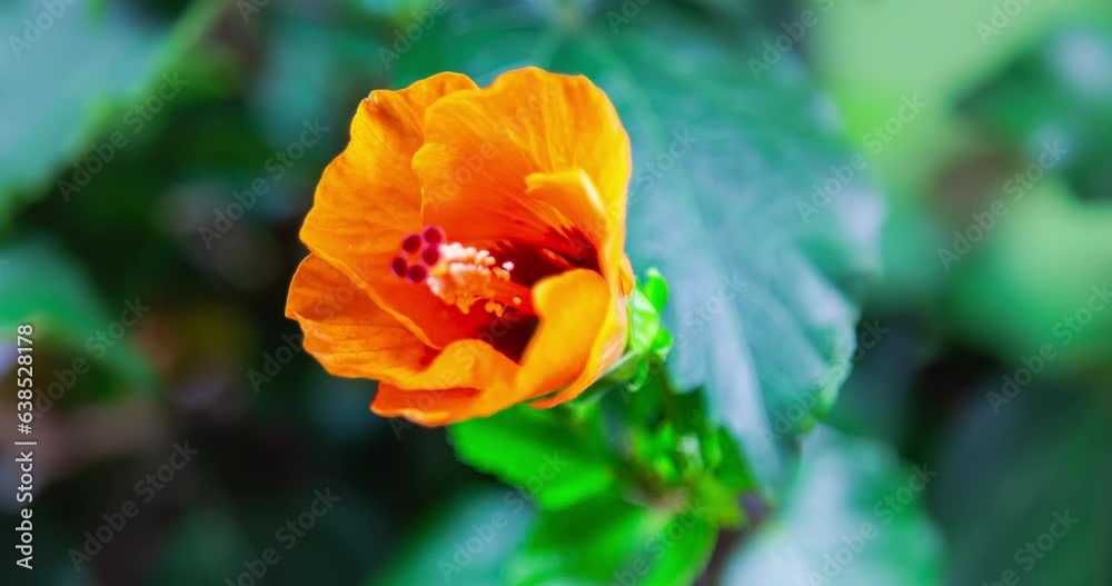 Hibiscus flower blooms. The bud opens and blooms into a large orange yellow flower. Time lapse of a blooming hibiscus flower. Detailed macro time lapse of a blooming summer flower. Hibiscus bloom Hibiscus flower blooms. The bud opens and blooms into a large orange yellow flower. Time lapse of a blooming hibiscus flower. Detailed macro time lapse of a blooming summer flower. Hibiscus bloom