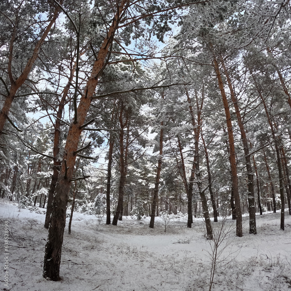 snow on the branches. trees in the snow. a lot of snow in the forest. Tree branches in the snow, close up. Winter in the forest. snow on the branches. trees in the snow. a lot of snow in the forest. Tree branches in the snow, close up. Winter in the forest.