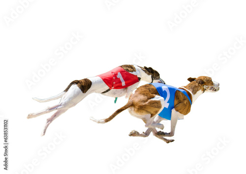 2 greyhound dogs racing on a white background. One wear a red number one jacket and the second wear blue number 2 jacket. Concept of being number one. American 2026 elections. Republican party win. photo
