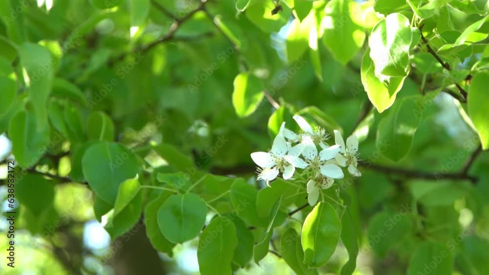 Green leaves. White appletree blossoms sway in the wind. Spring flowering garden. Floral natural background. Delicate flowers in the sunlight day. Blur bokeh nature. Flower bloom bud Leaf closeup Green leaves. White appletree blossoms sway in the wind. Spring flowering garden. Floral natural background. Delicate flowers in the sunlight day. Blur bokeh nature. Flower bloom bud Leaf closeup